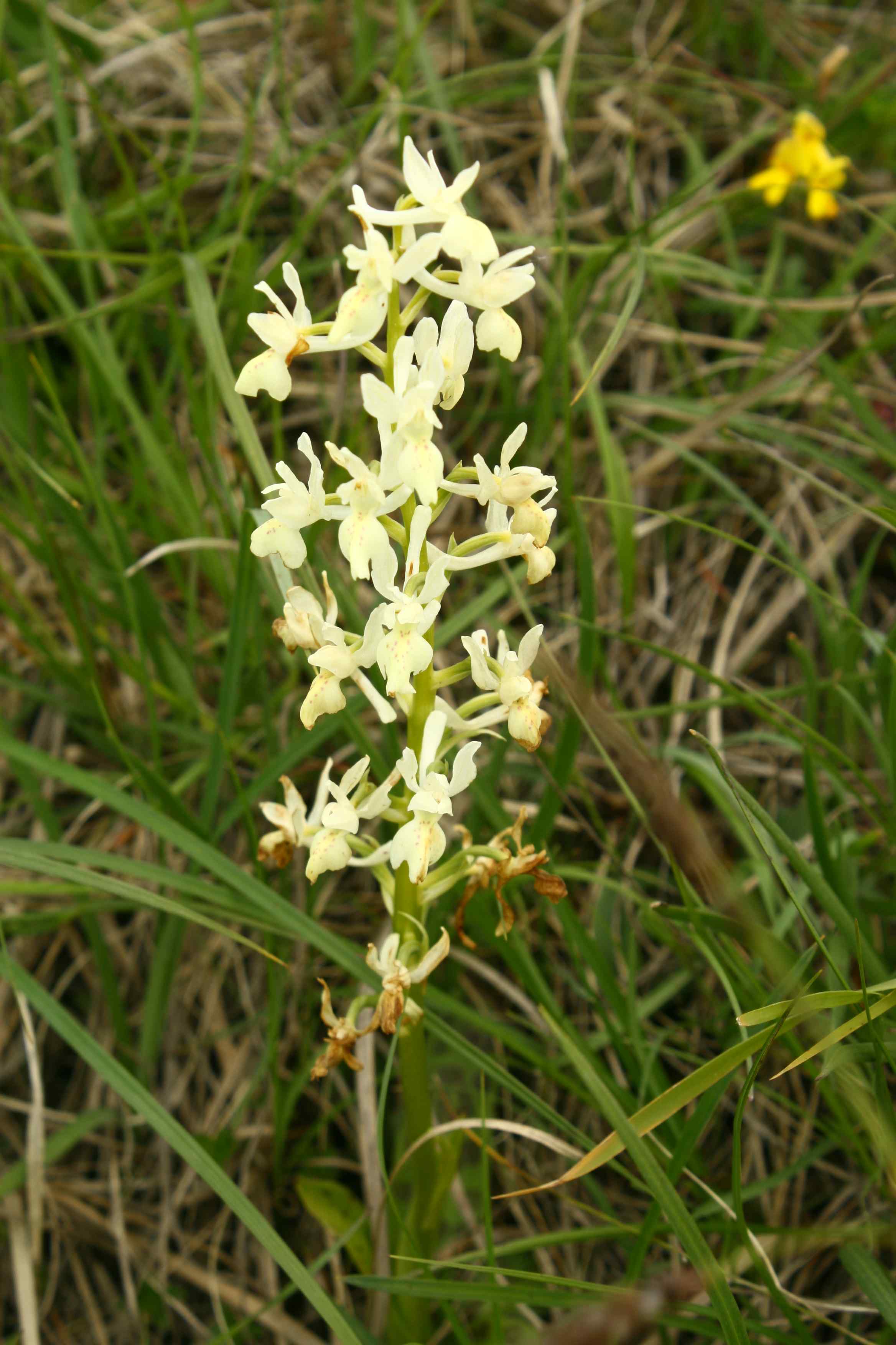 Orchis provincialis